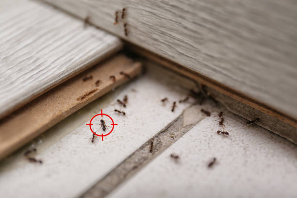 Best Pest Control Near Me  in Williston, ND