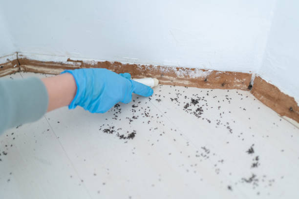 Best Mosquito Control Services  in Williston, ND